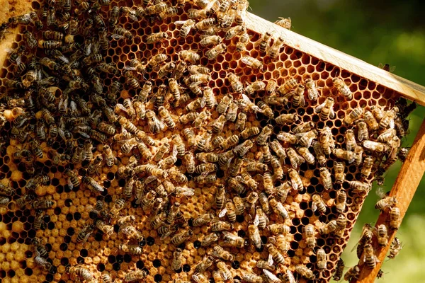 Zbliżenie pszczół na plastrze miodu w pasiece - wybiórcze skupienie, przestrzeń do kopiowania — Zdjęcie stockowe
