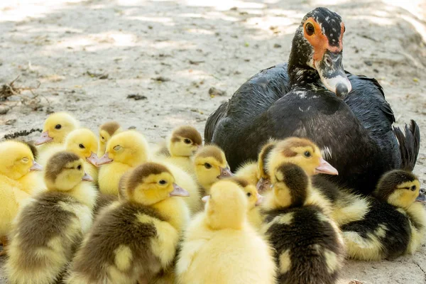 Mother duck with her ducklings. There are many ducklings following the mother. — Stock Photo, Image