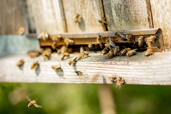 Μια Κοντινή Άποψη Των Μελισσών Που Εργάζονται Φέρνοντας Γύρη Λουλουδιών — Φωτογραφία Αρχείου