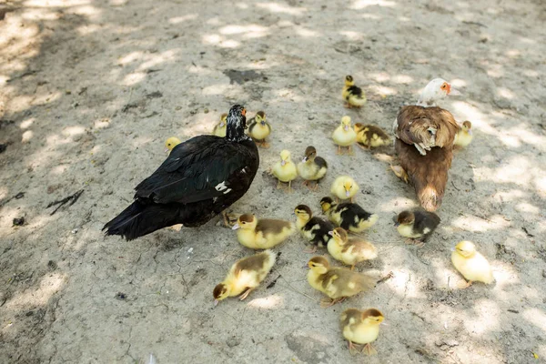 Mère Canard Avec Ses Canetons Beaucoup Canetons Suivant Mère — Photo