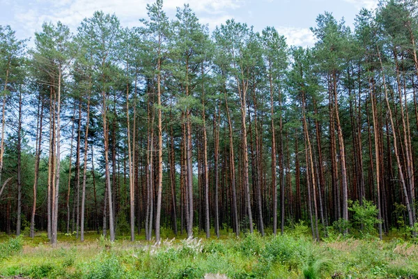 Wczesnym Rankiem Wschodem Słońca Sosnowym Lesie — Zdjęcie stockowe