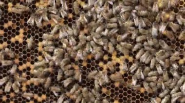 Bal arısı bal peteğinde. Yaz mevsiminde arıların arılarda bal peteği üzerinde yakın plan çekimleri