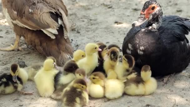 Domestic Duck Family Stock Muscovy Ducklings Mother — Stock Video