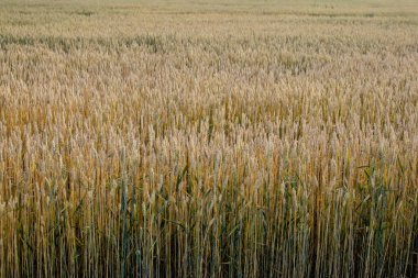 Yeşil Buğday Tarlası. Güzel Doğa Günbatımı Manzarası. Olgunlaşan çayırlık buğday tarlalarının arka planı. Büyük hasat ve verimli tohum endüstrisi kavramı.