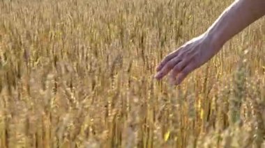 Gün batımında buğday tarlasında yürüyen çiftçi elleriyle buğday kulaklarına dokunuyor - tarım kavramı 4k