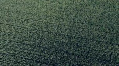 Doğal yeşil buğday tarlasının havadan görünüşü. Yeşil buğday sapları. İnsansız hava aracı Güzel Doğal Buğday Tarlası üzerinde uçuyor. Doğa manzarası