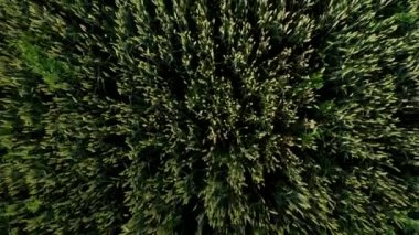 Doğal yeşil buğday tarlasının havadan görünüşü. Yeşil buğday sapları. İnsansız hava aracı Güzel Doğal Buğday Tarlası üzerinde uçuyor. Doğa manzarası