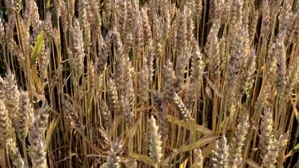 Campo Maturazione Del Grano Contro Cielo Blu Spighette Grano Con — Video Stock