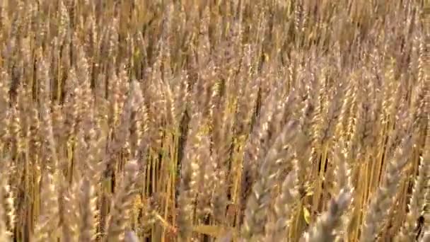 Champ Blé Mûrissant Contre Ciel Bleu Épillets Blé Grain Secoue — Video