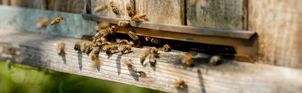 Mnoho Včel Vrací Včelího Úlu Vstupují Úlu Sebraným Květinovým Nektarem — Stock fotografie