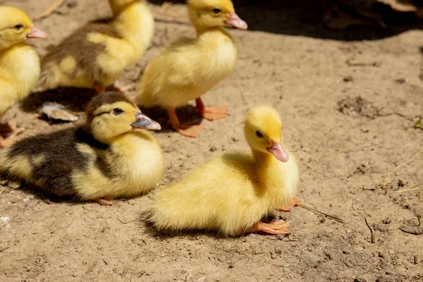 stock image Mother duck with her ducklings. There are many ducklings following the mother