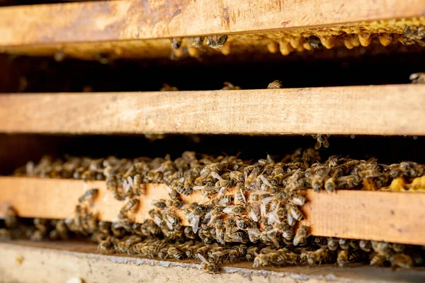Arı Kovanları Bal Peteği Bal Arılarıyla Arı Bakıcılığı Yapıyor Arıcı — Stok fotoğraf