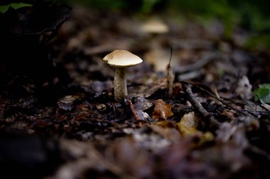 Boletus Edulis, yaz ormanında lezzetli bir mantar. Mantar toplayıcısına hoş geldin hediyesi. Değerli ve lezzetli mutfak malzemeleri..