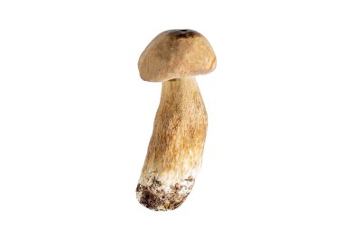 Beyaz arka planda izole edilmiş Boletus edulis mantarı..