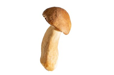 Beyaz arka planda izole edilmiş Boletus edulis mantarı..