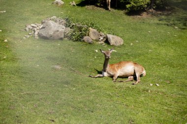 Genç Geyik güneşli bir günde çimenlerde uzanıyor.