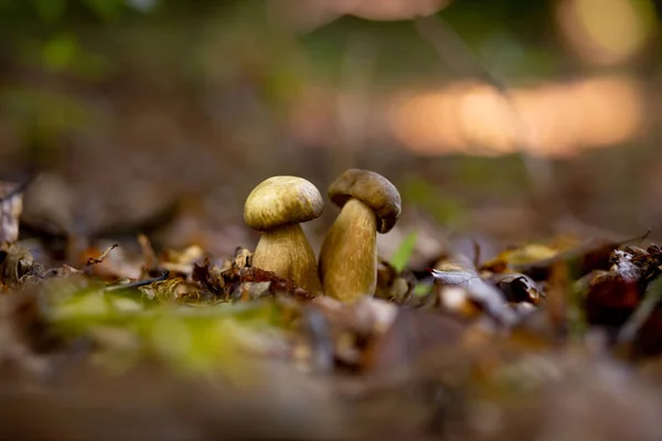 Białe Grzyby Lesie Tle Liści Jasne Światło Słoneczne Boletus Grzyby — Zdjęcie stockowe