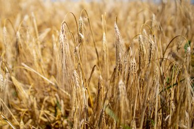 Altın buğday tarlası. Güzel Doğa Günbatımı Manzarası. Olgunlaşan çayırlık buğday tarlalarının arka planı. Büyük hasat ve verimli tohum endüstrisi kavramı.