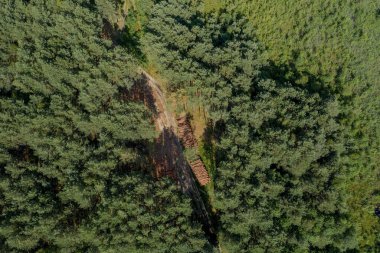 Ormanda istiflenmiş çam ağacı kütükleri. Orman kesimi. Kereste deposu.