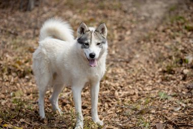 Büyüleyici sonbahar ormanında duran muhteşem Sibirya Husky köpeğinin portresi.