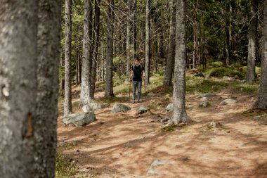 Bir adam çam ormanında sırt çantalı bir turisttir. Ormanda bir yürüyüş gezisi. Turist yürüyüşleri için çam rezervi. Yazın yürüyüşe çıkan genç bir adam.