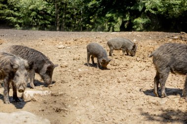 Yaban domuzu - Sus scrofa - doğal ortamında bataklıkta. Vahşi doğanın fotoğrafı.