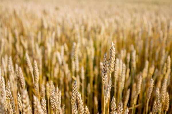 Goud Tarweveld Prachtige Natuur Zonsondergang Landschap Achtergrond Van Rijpende Oren — Stockfoto