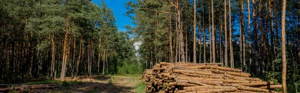 Cayendo Árbol Troncos Madera Bosque Pinos Bosque Pino Abeto Labranza —  Fotos de Stock