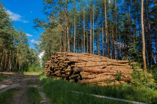 Cayendo Árbol Troncos Madera Bosque Pinos Bosque Pino Abeto Labranza — Foto de Stock