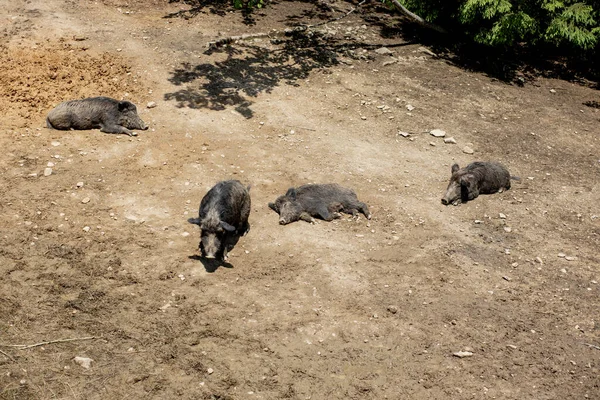 野生野猪 Sus Scrofa 在其自然栖息地的沼泽地里 野生生物照片 — 图库照片