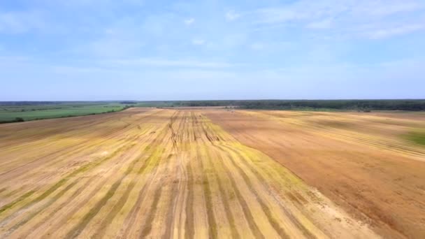 Sklizeň Pšenice Létě Dva Kombajny Pracující Terénu Kombinovat Sklízecí Zemědělský — Stock video