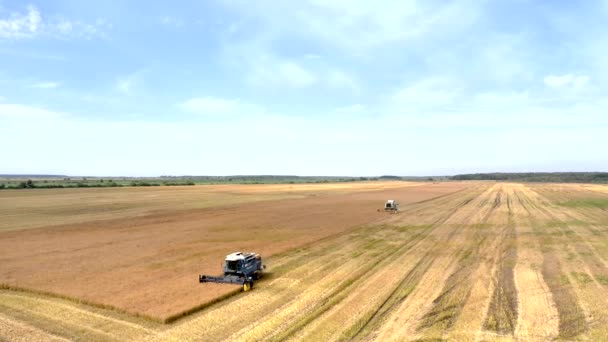 夏天收获小麦 两个收割者在田里干活 联合收割机农机在田间采摘金熟小麦 从上面看 — 图库视频影像
