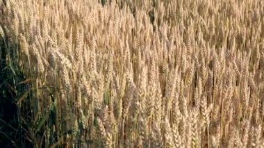 Mavi gökyüzüne karşı olgunlaşan buğday tarlası. Buğday dalları ve buğday tozu rüzgarı. tahıl hasadı yazın olgunlaşır. Tarım sektörü konsepti. Çevre dostu buğday
