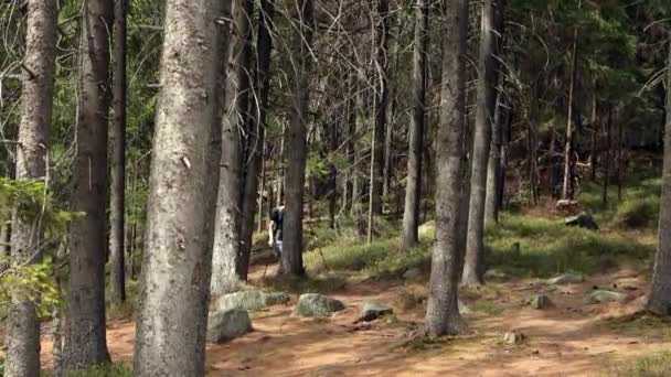 春の森に向かうトレッキングポールを持つアクティブな男性の手を閉じる安定したショットを確立します 松林でノルディックウォーキングを楽しむスポーツマンの腕 — ストック動画