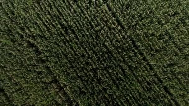 自然の緑の小麦のフィールドの空中ビュー 緑の小麦の茎 美しい天然小麦のフィールド上を飛行ドローン 自然景観 — ストック動画