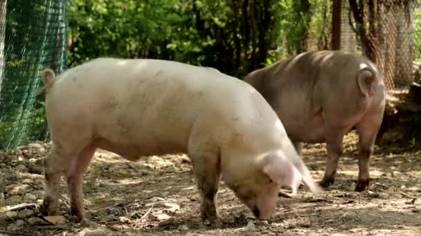 Les Porcs Marchent Sur Route Campagne — Video