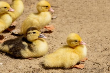 Ördek yavrusuyla anne ördek. Annesini takip eden bir sürü ördek yavrusu var.