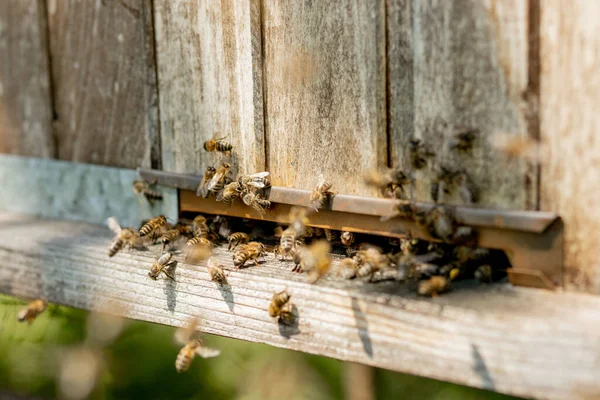 Una Vista Cerca Las Abejas Que Trabajan Trayendo Polen Flores — Foto de Stock