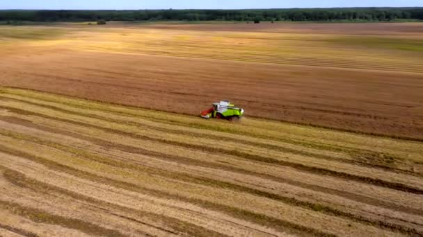 Harvesting Wheat Summer Two Harvesters Working Field Combine Harvester Agricultural — Stock Video