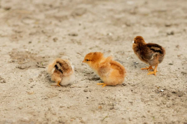 Schön Steht Eine Hühnergruppe Zusammen — Stockfoto