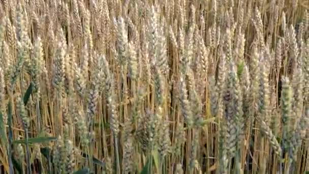 Campo Maturazione Del Grano Contro Cielo Blu Spighette Grano Con — Video Stock