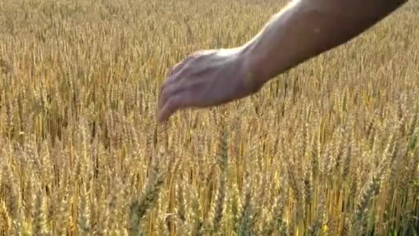 農家が手で麦の耳に触れる夕日の小麦畑を歩く 農業の概念4K — ストック動画