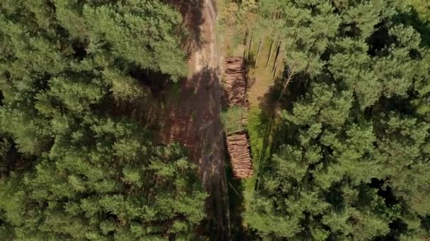 Cayendo Árbol Troncos Madera Bosque Pinos Bosque Pino Abeto Labranza — Vídeo de stock