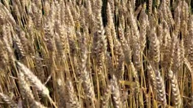 Mavi gökyüzüne karşı olgunlaşan buğday tarlası. Buğday dalları ve buğday tozu rüzgarı. tahıl hasadı yazın olgunlaşır. Tarım sektörü konsepti. Çevre dostu buğday