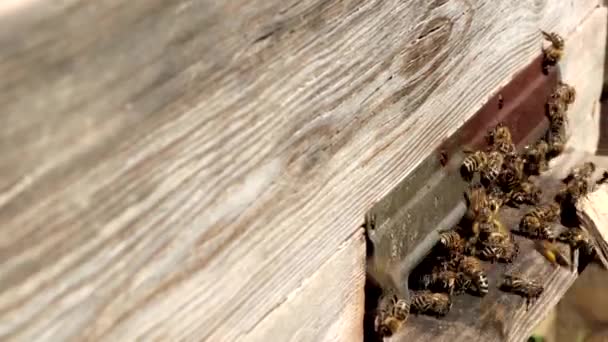 Közelkép Dolgozó Méhekről Amint Virágport Hoznak Kaptárba Mancsain Méz Egy — Stock videók