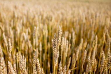 Altın buğday tarlası. Güzel Doğa Günbatımı Manzarası. Olgunlaşan çayırlık buğday tarlalarının arka planı. Büyük hasat ve verimli tohum endüstrisi kavramı