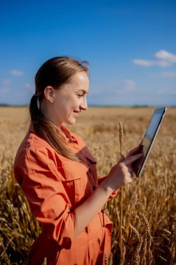 Buğday tarlasında tablet bilgisayarlı beyaz tenli teknoloji uzmanı kadın tarım için ürün kalitesini ve büyümesini kontrol ediyor. Tarım ve hasat kavramı.