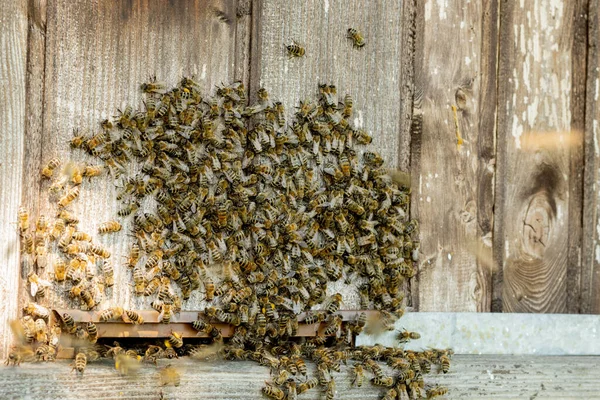 Una visione ravvicinata delle api operaie che portano il polline dei fiori all'alveare sulle zampe. Il miele è un prodotto apicolo. Il miele d'api è raccolto in bei favi gialli. — Foto Stock