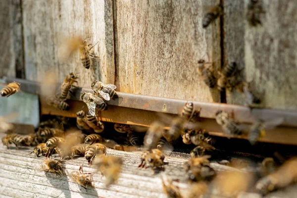 En närbild av de arbetande bin som ger blomman pollen till kupan på tassarna. Honung är en biodlingsprodukt. Bee honung samlas i vackra gula honungskakor. — Stockfoto