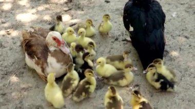 Dışarıdaki bir çiftlikte ördek yavruları. Çiftlik hayvanları. Kuş ve ördek üretimi